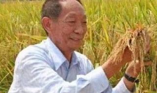 亩产多少斤水稻 水稻亩产多少斤